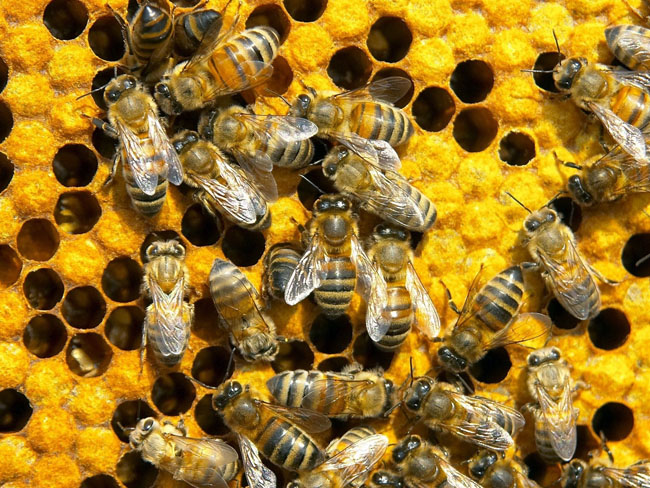 Как развести пчел и как правильно заботиться о пчелах