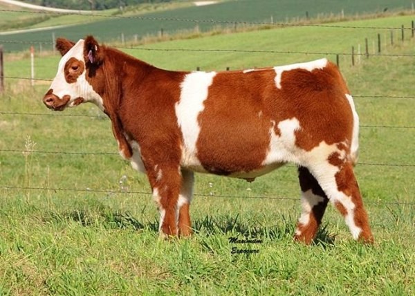 Мохнатые коровы из США